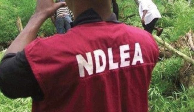Brazil Returnee Excretes 60 Wraps Of Cocaine In Lagos – NDLEA