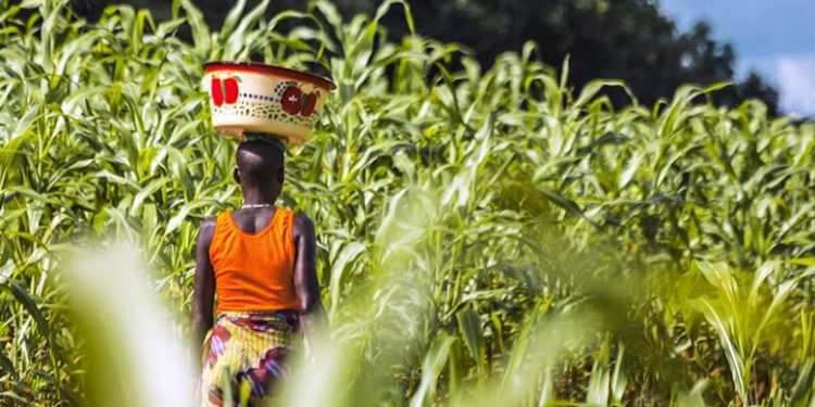 GMO crops: The myth, controversy, politics