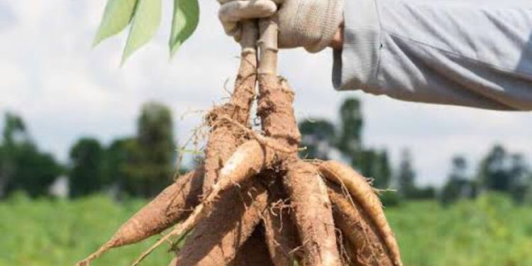 Nigeria Ranks No.1 In Cassava Production, Yet Spends $54k On Imports