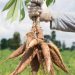 Nigeria Ranks No.1 In Cassava Production, Yet Spends $54k On Imports