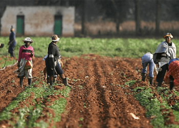Over 5m Nigerian farmers supported since 2019 – says U.S