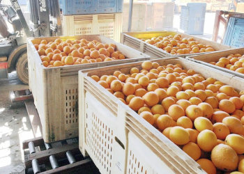 Namc: South Africa-US trade war: who has more to lose?