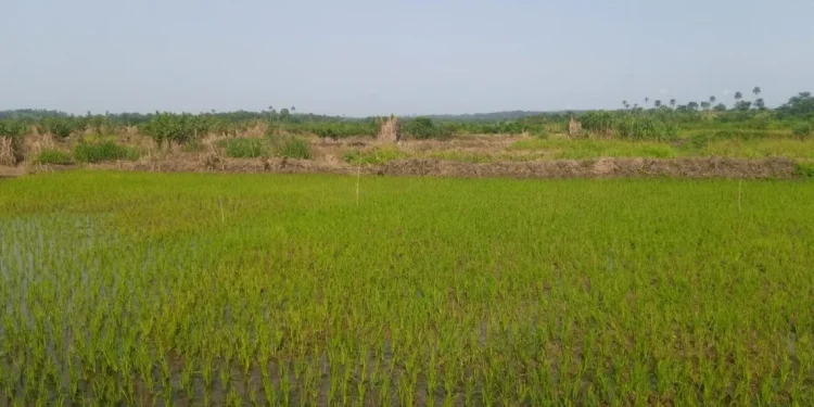 Nigeria’s rice production can’t meet local consumption, despite huge investments,